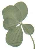 clover